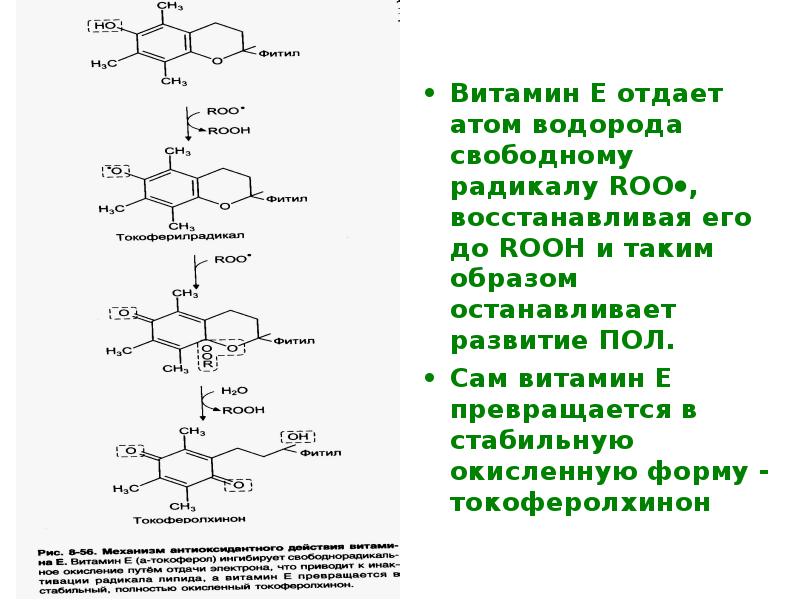 Витамин е схема. Перекисное окисление липидов. Активная форма витамина е. Перекисное окисление липидов биохимия. Перекисное окисление липидов схема.