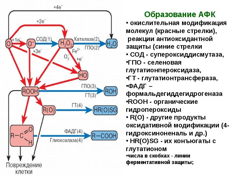 Липиды окисляются в результате. Перекисное окисление липидов схема. Схема перекисного окисления липидов биохимия. Антиоксидантная защита схема биохимия. Механизм перекисного окисления липидов.