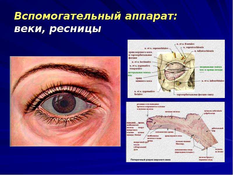 Структура век. Веки вспомогательный аппарат. Строение века человека. Строение века глаза. Строение века глаза человека.