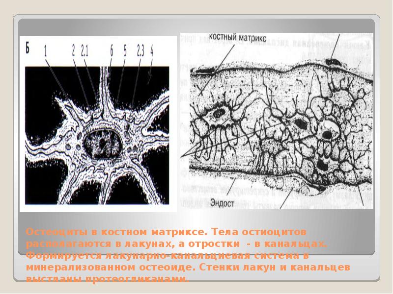 Костная ткань рисунок