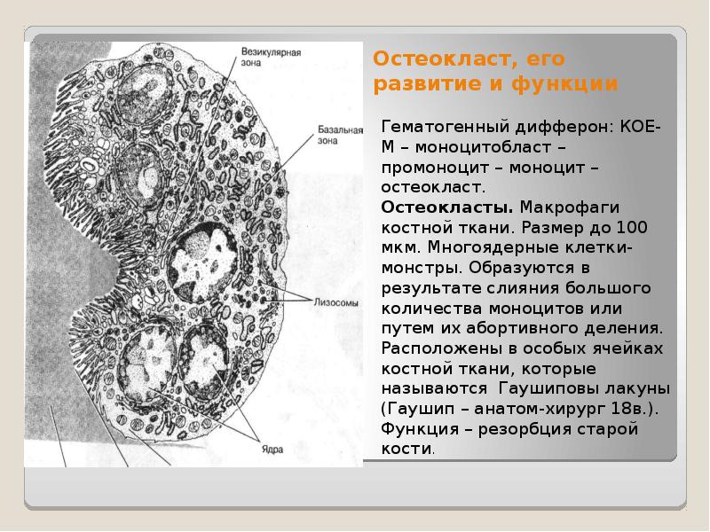 Схема строение остеокласта