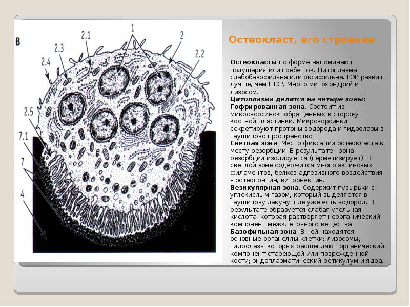 Схема строение остеокласта