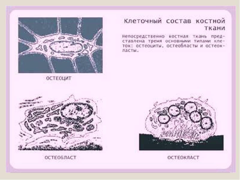 Остеокласты и остеобласты картинки