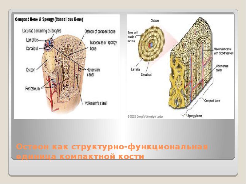 Костная ткань рисунок