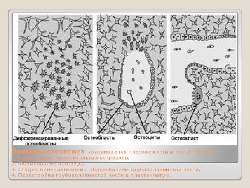 Схема непрямого остеогенеза гистология