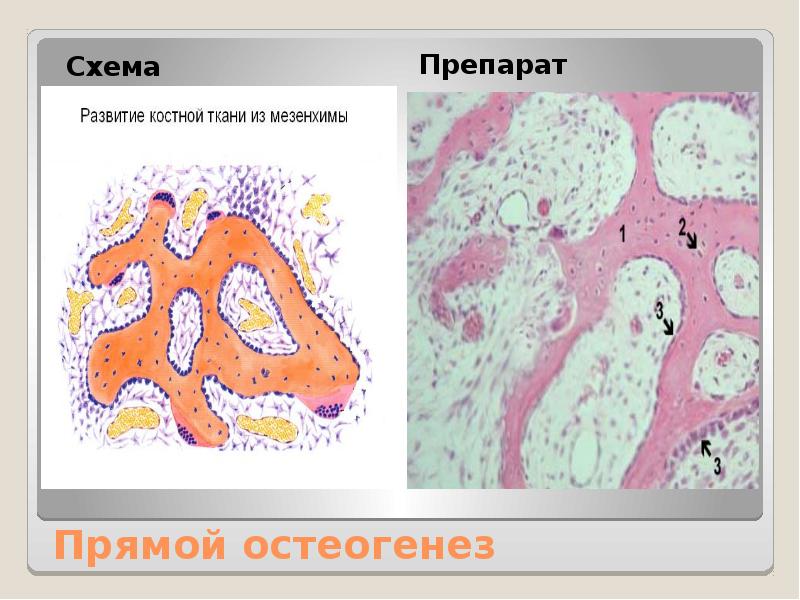 Костная ткань презентация