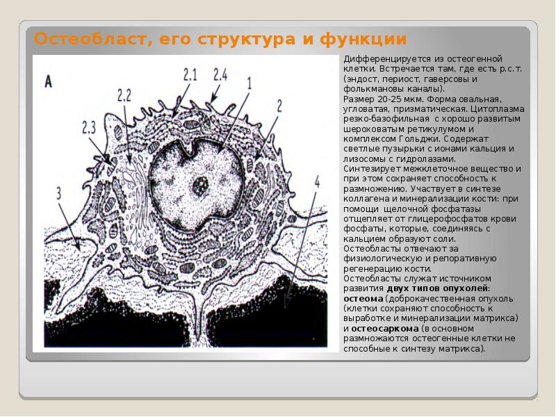 Схема строения остеобласта