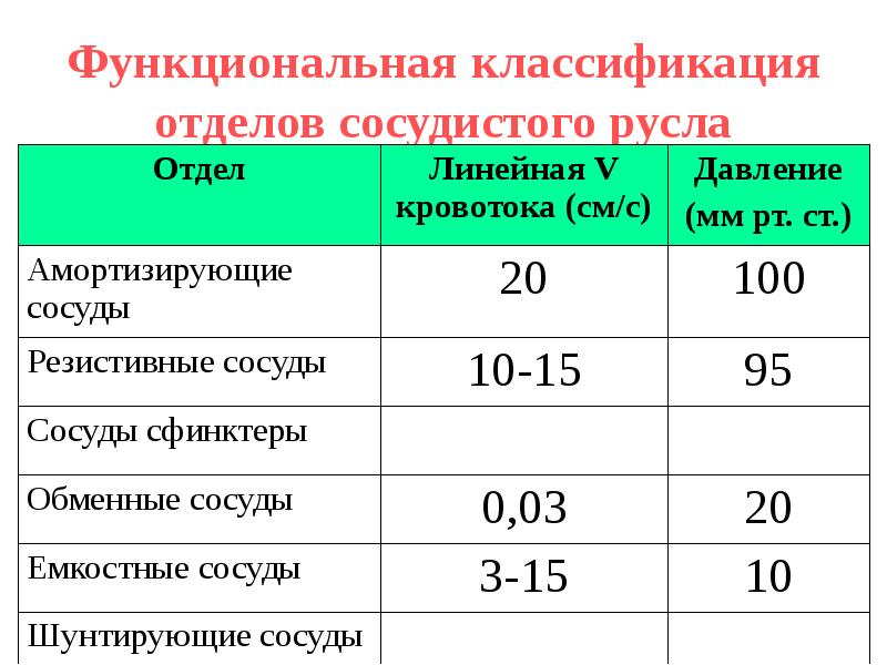 Классификация отдела. Функциональная классификация сосудов физиология. Функциональная характеристика сосудистого русла.. Классификация сосудов и параметры кровотока. Функциональная классификация различных отделов сосудистого русла.