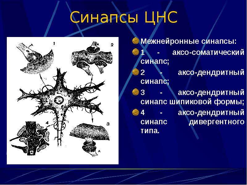 Классификация межнейронных синапсов