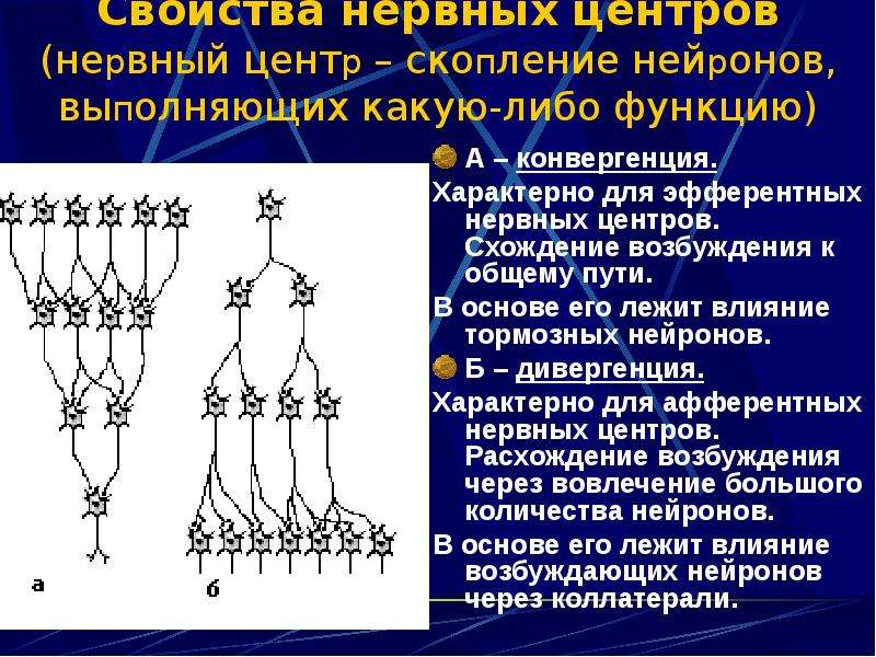 Возбуждение нервных центров. Свойства нервных центров. Конвергенция возбуждений. Дивергенция и конвергенция возбуждения в нервных центрах. Виды нейронных цепей. Нейронные цепи физиология.