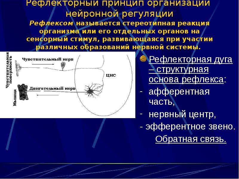 Рефлексом называется. Рефлекторный принцип регуляции. 4. Рефлекторная регуляция.. Стереотипные реакции организма.