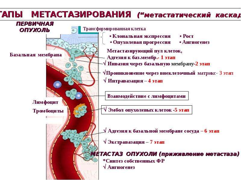 План кавказ 2 метастазы