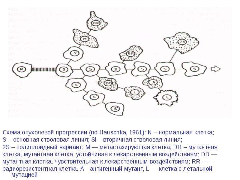 Опухолевая прогрессия презентация