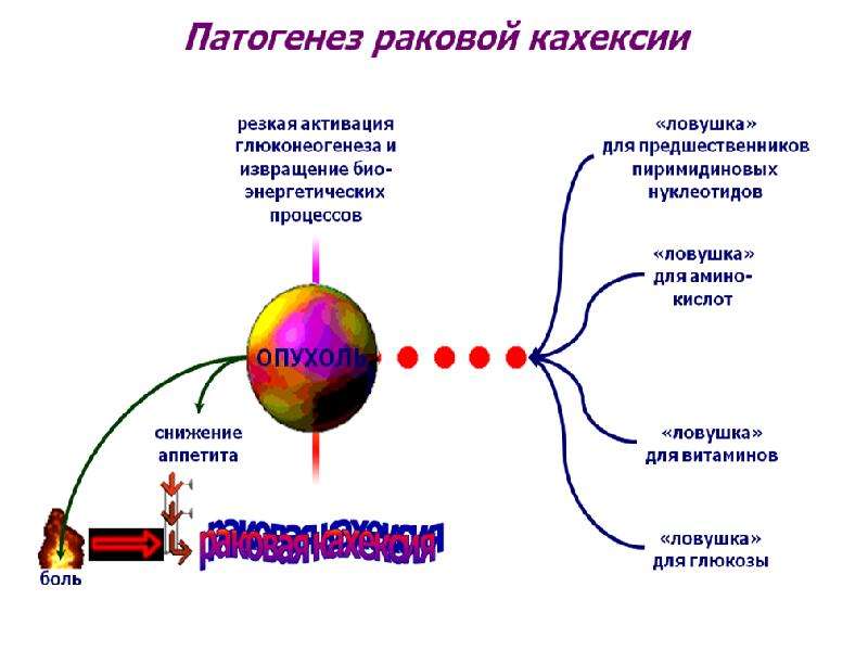 Схема патогенеза раковой кахексии патофизиология