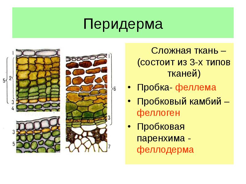 Покровная ткань ответ