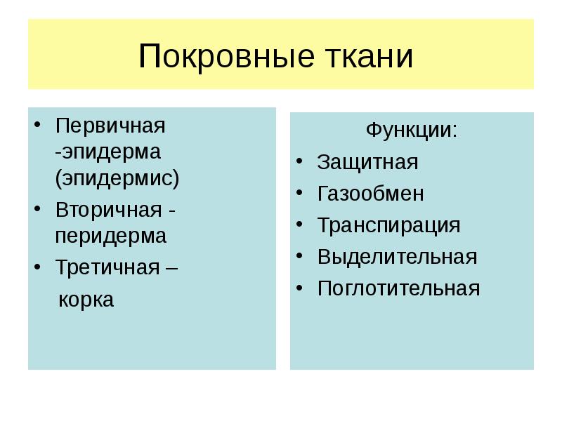 Первичные ткани