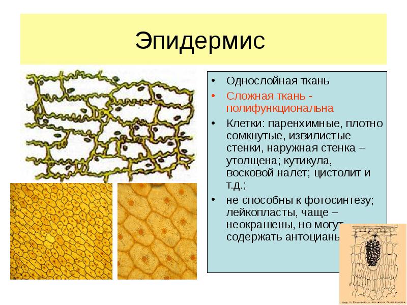 Кожица листа образована тканью. Эпидермис растительной ткани. Ткани растений эпидермис. Кутикула у растений функции. Форма клеток эпидермиса растений.