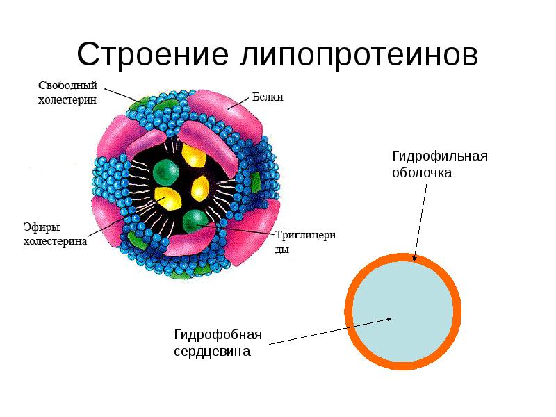 Липопротеины это. Схема строения липопротеина плазмы крови. Строение липопротеинов биохимия. Строение частицы липопротеина. Схема строения липопротеидов.