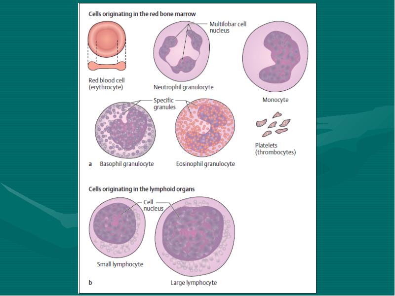 Морфологический состав крови. Схема кроветворения гематология 280 стр. Granules in granulocytes. Что такое кроветворение из горло.