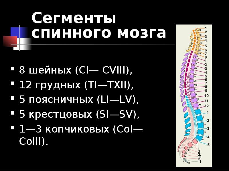 Функции шейного отдела. Сегменты s1 s2 спинного мозга. Строение сегмента спинного мозга. Функции сегментов спинного мозга. Строение спинного мозга шейные сегменты.