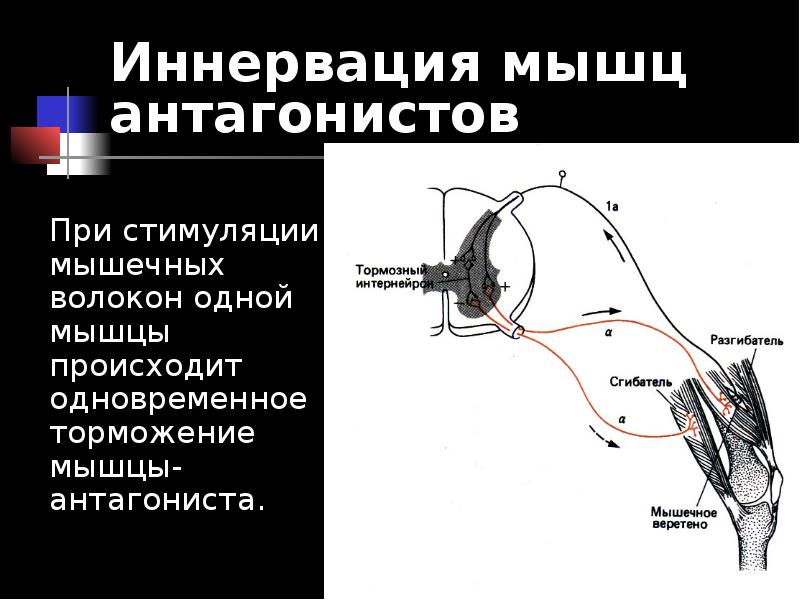 Иннервация это простыми. Иннервация нервных волокон. Иннервация мышц.