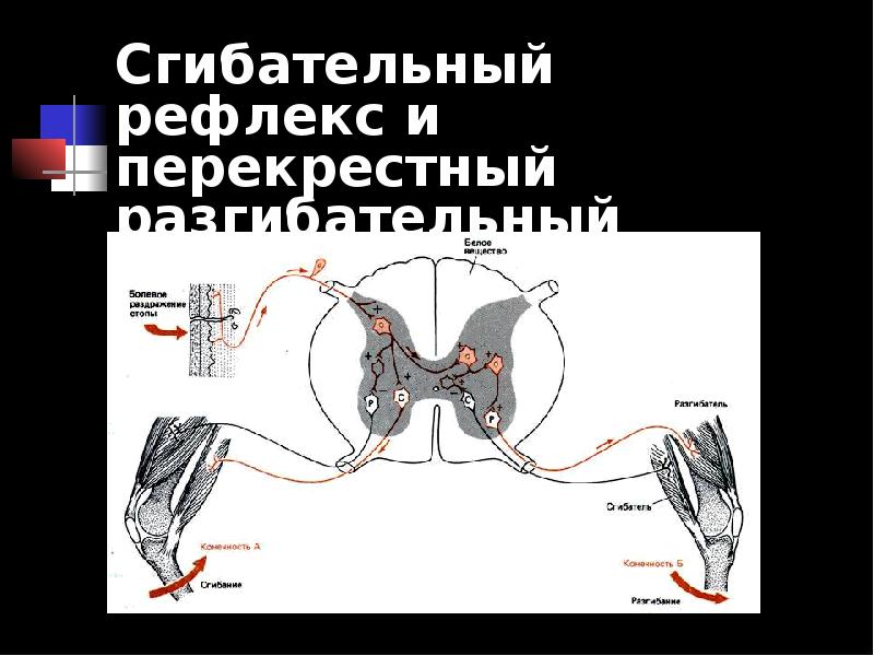 Сгибательный рефлекс физиология схема