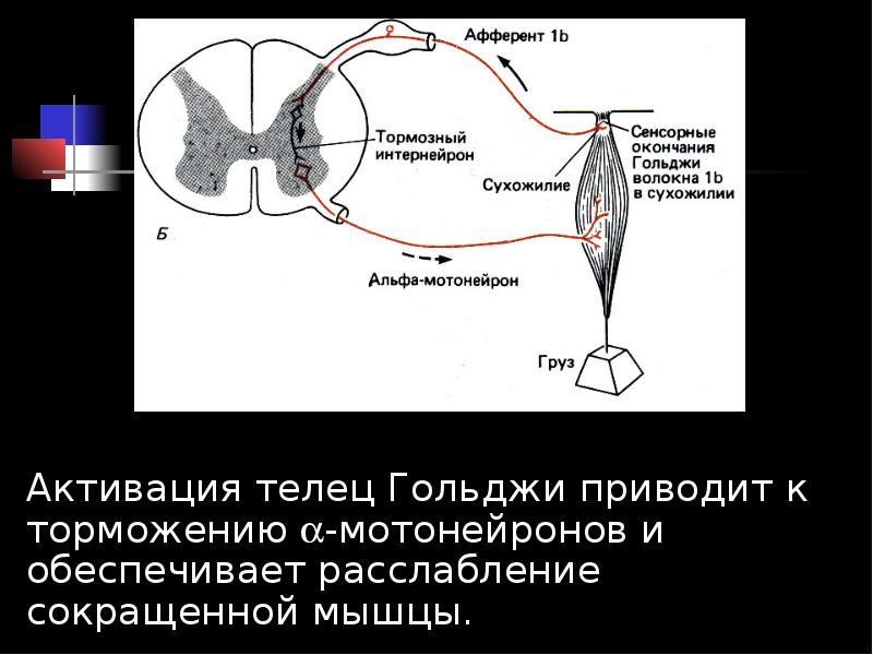 Схема торможения мотонейронов дуги сгибательного рефлекса в опыте сеченова