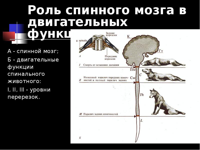 Физиология спинного мозга презентация