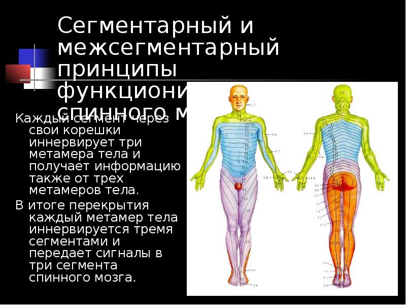 Расположен это. Метамерный (сегментарный) принцип иннервации спинного мозга.. Метамерный принцип иннервации спинного мозга. Метамерный принцип иннервации спинного мозга физиология. Принцип сегментарной иннервации.