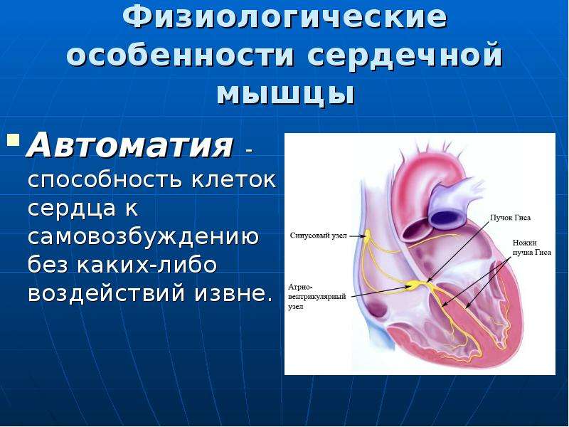 Свойства сердечной. Строение сердечной мышцы физиология. Автоматия сердца физиология. Автоматия сердечной мышцы. Физиологическое строение сердца.