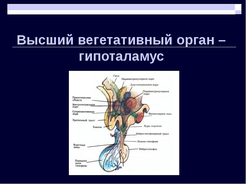 Высший вегетативный центр находится в