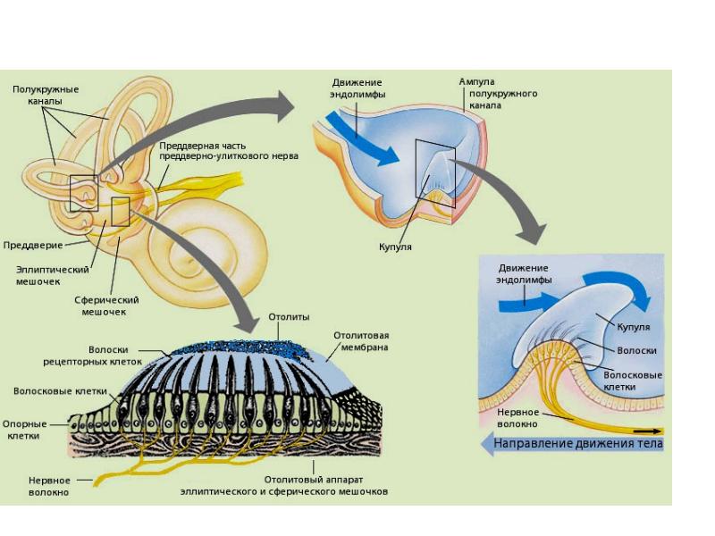 Схема работы вестибулярного аппарата