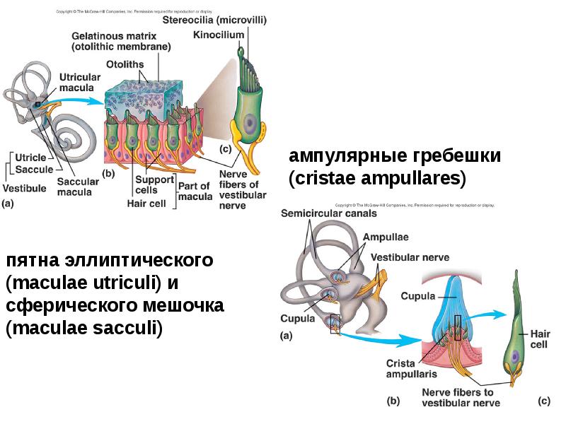 Проект вестибулярный аппарат