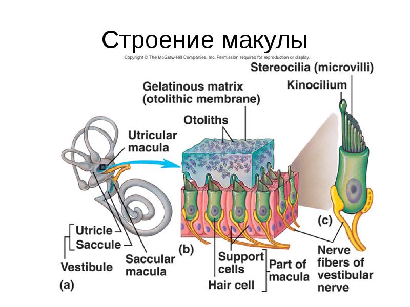 Вестибулярный аппарат картинка с подписями