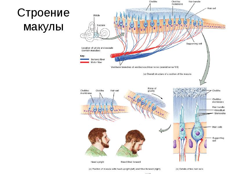 Вестибулярный аппарат картинка с подписями