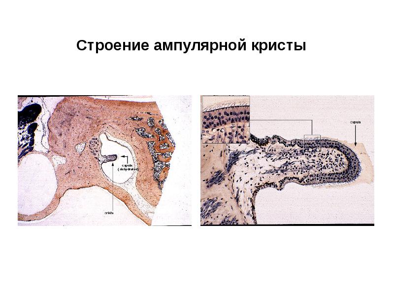 Проект вестибулярный аппарат