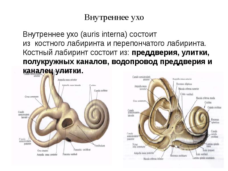 Презентация анатомия внутреннего уха