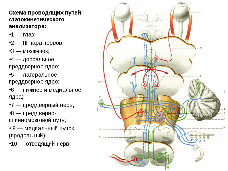 Проект вестибулярный аппарат