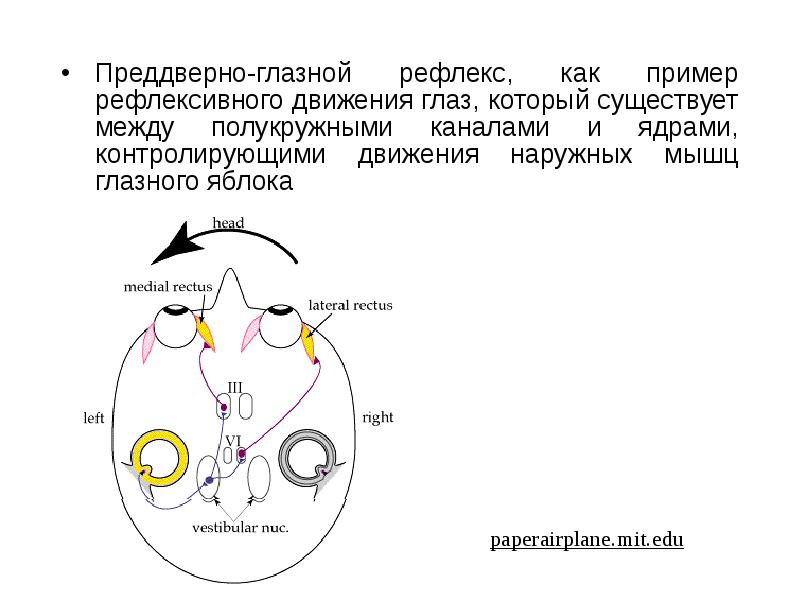 Проект вестибулярный аппарат