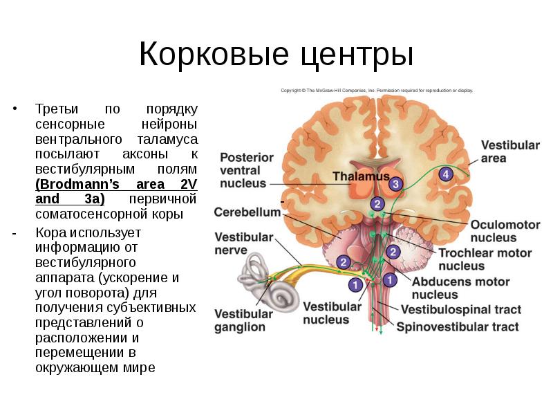 Рассмотрите на рисунке 88 устройство вестибулярного аппарата