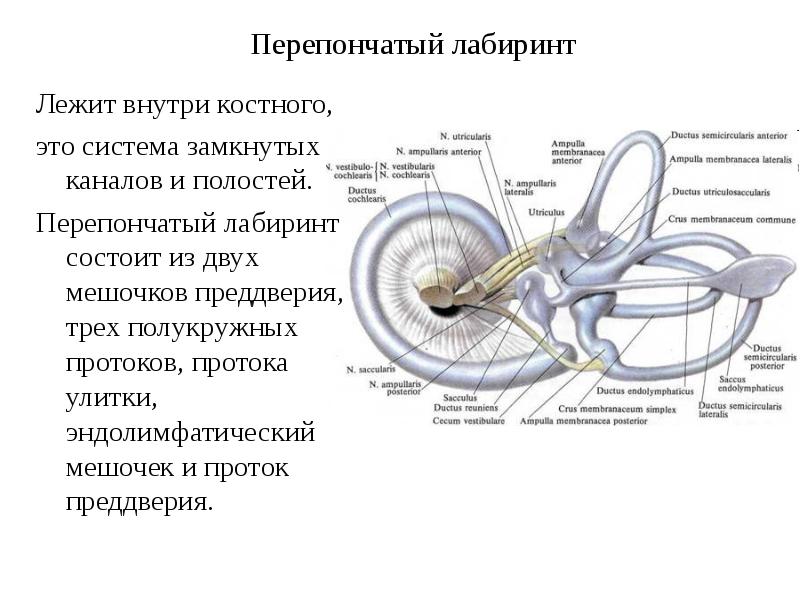 Три отдела внутреннего уха. Строение костного и перепончатого Лабиринта внутреннего уха. Перепончатый Лабиринт внутреннего уха строение. Улитка уха перепончатый Лабиринт. Перепончатый Лабиринт строение и функция.