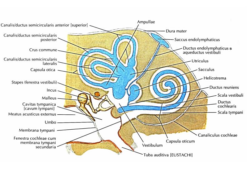 Вестибулярный аппарат картинка с подписями