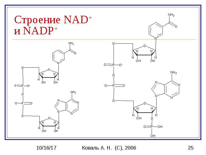 Строение 25. NADP 1 И NADP 2. Гидролазы биохимия. Химическая структура НАДФ. Над строение биохимия.