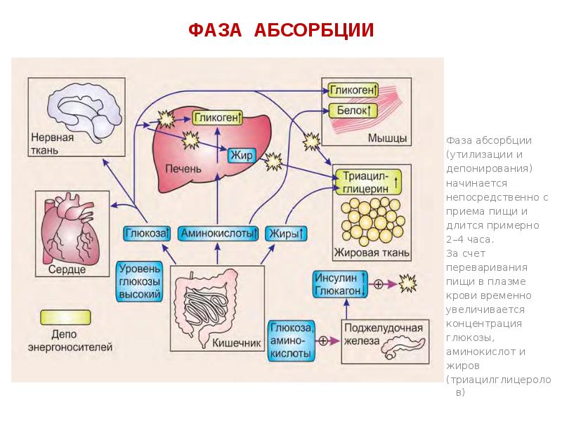 Биохимия печени. Обменные процессы в печени. Обмен веществ в печени. Биохимические процессы в печени. Метаболизм белков в печени.