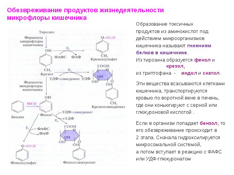 Гниение белков в кишечнике