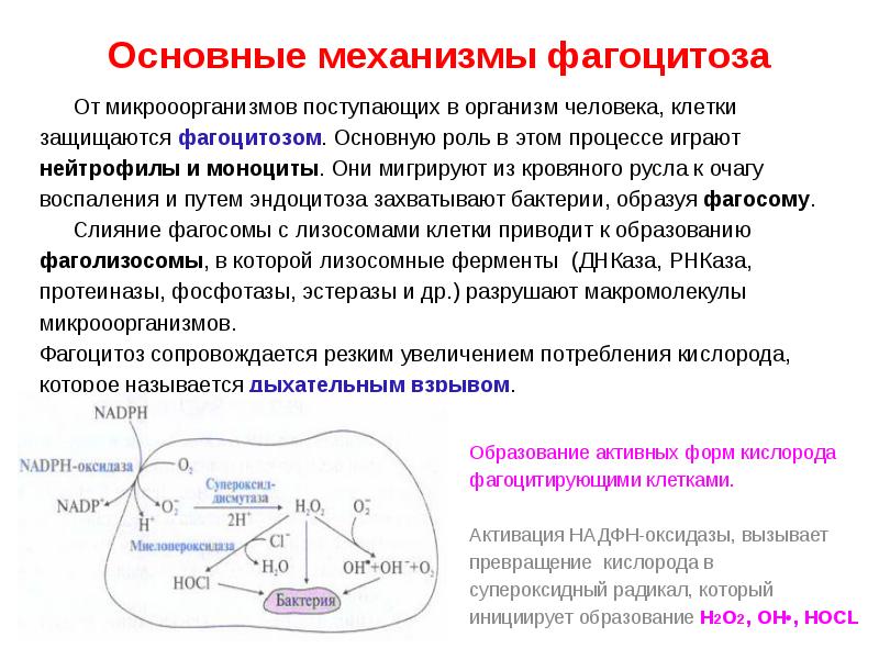 Фазы фагоцитоза схема