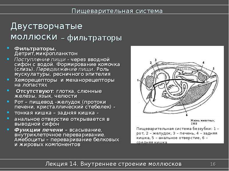 Системы двустворчатых моллюсков. Пищеварения система двустворчатых моллюсков. Двустворчатые моллюски пищеварительная система. Пищеварительная система двустворчатых моллюсков. Вводной и выводной сифон у моллюсков.