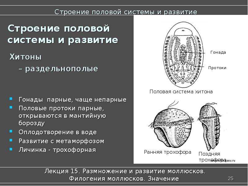 Polyplacophora схема внутренней организации