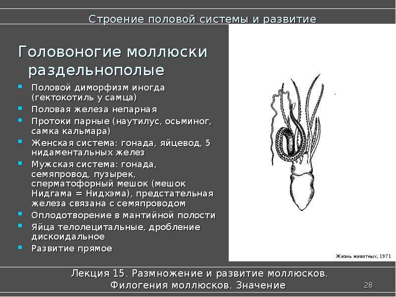 Половая головоногих. Головоногие моллюски половая система. Строение половой системы. Моллюски строение половой системы. Половые органы головоногих моллюсков.