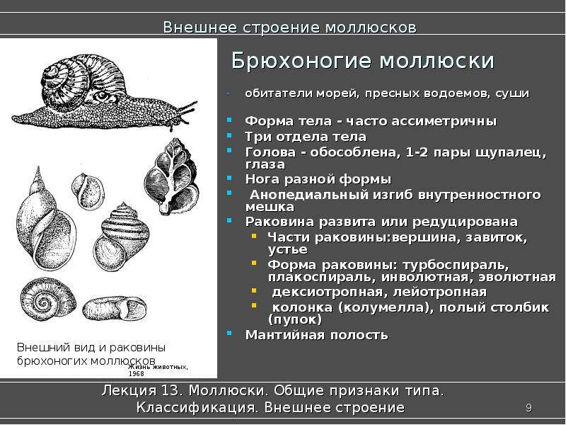 Строение раковины моллюсков. Внешнее строение раковины брюхоногих.